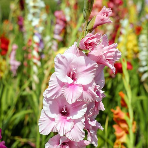 korean birth flowers