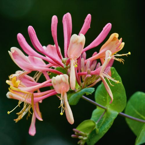 korean birth flowers