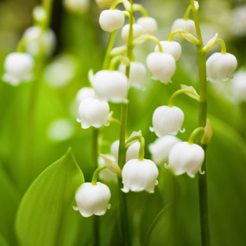 korean birth flowers