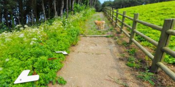 jukdo golden retriever google maps street view photobomb Maru
