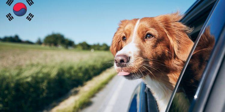 Pet-friendly places in Busan