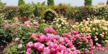 rose gardens festivals seoul