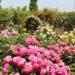 rose gardens festivals seoul