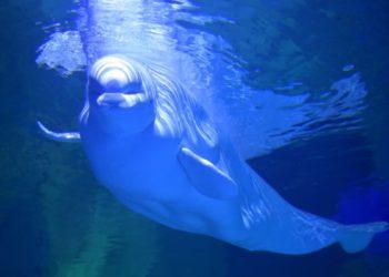 Hanhwa Aqua Planet Yeosu