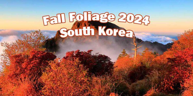 fall foliage forecast south korea 2024