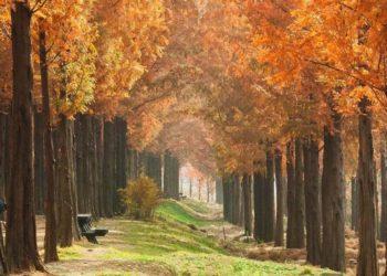 Breathtaking Fall Foliage as You Run: Seoul Trails & Routes for Best Running Experience in 2024  