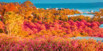 Jeju Camellia Arboretum