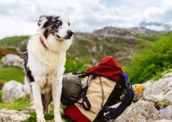 Pet-Friendly Tourism Korea