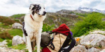 Pet-Friendly Tourism Korea