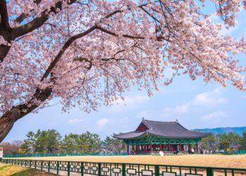 cherry blossom forecast 2025