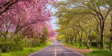 jeju cherry blossoms