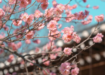 Spring Awakens: 11 Must-See Korean Festivals in March 2025