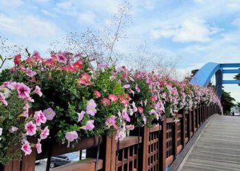 Get Ready to Welcome New Breathtaking Flower Road at Seoul World Cup Forest Park
