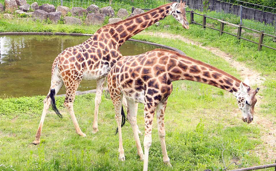 giraffe