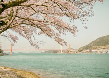 spring pollen allergies korea