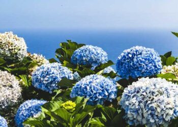 Where to See Hydrangea in Korea This Summer: A Bloom Lover’s Guide to Korea’s Most Scenic Spots