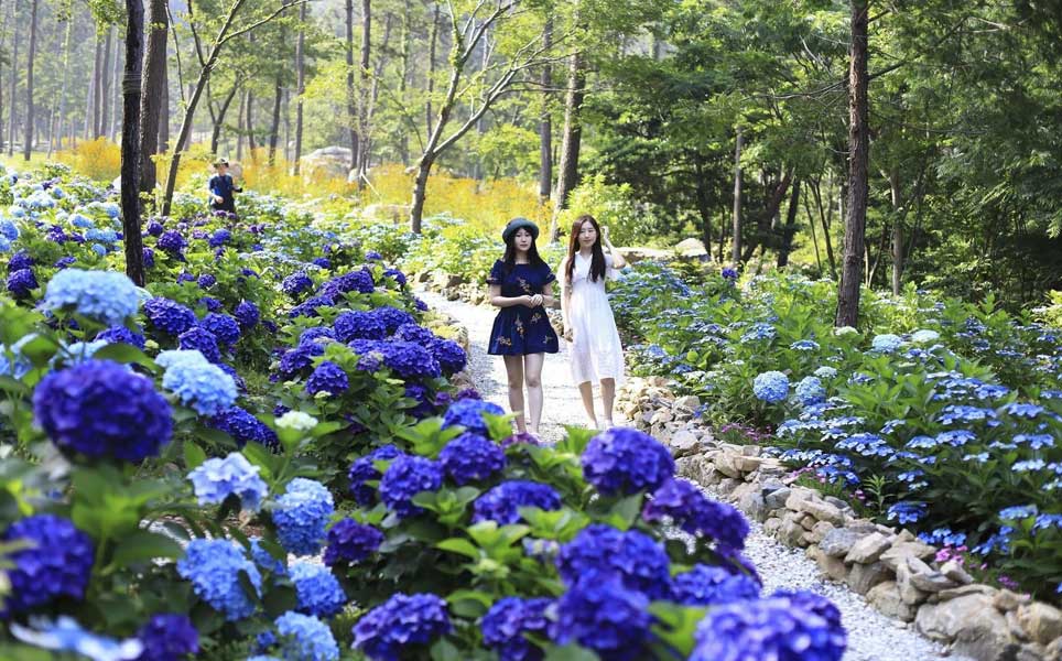hydrangea-in-summer-south-korea-where-to-visit