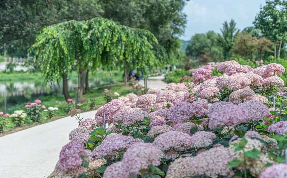 hydrangea-in-summer-south-korea-where-to-visit
