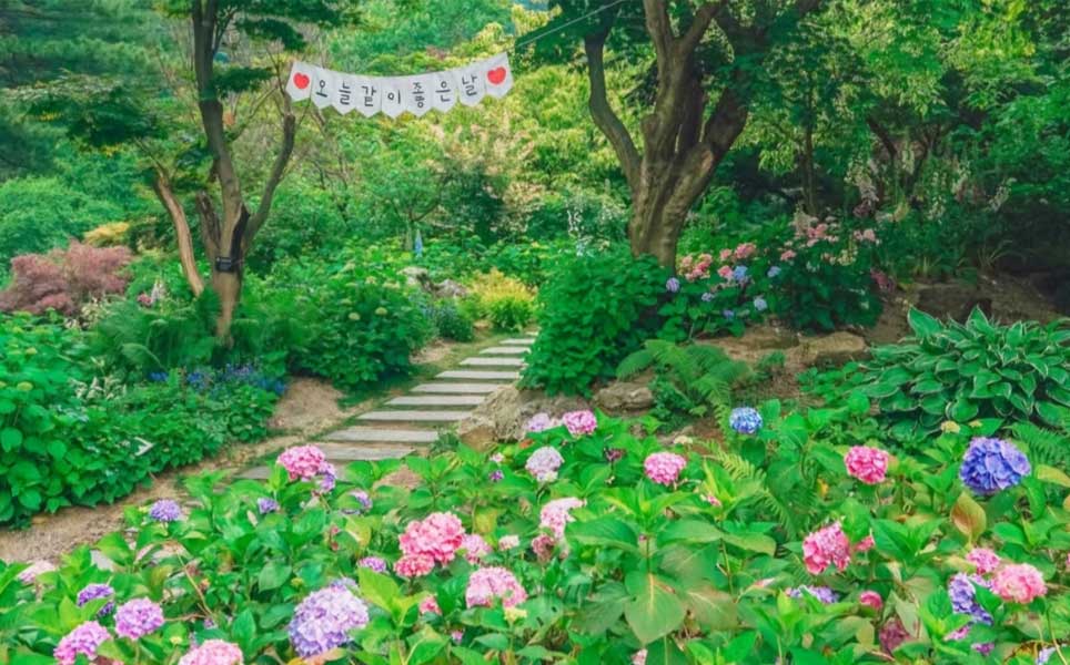 hydrangea-in-summer-south-korea-where-to-visit