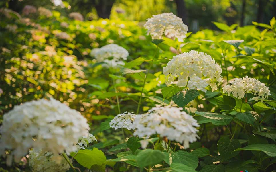 hydrangea-in-summer-south-korea-where-to-visit